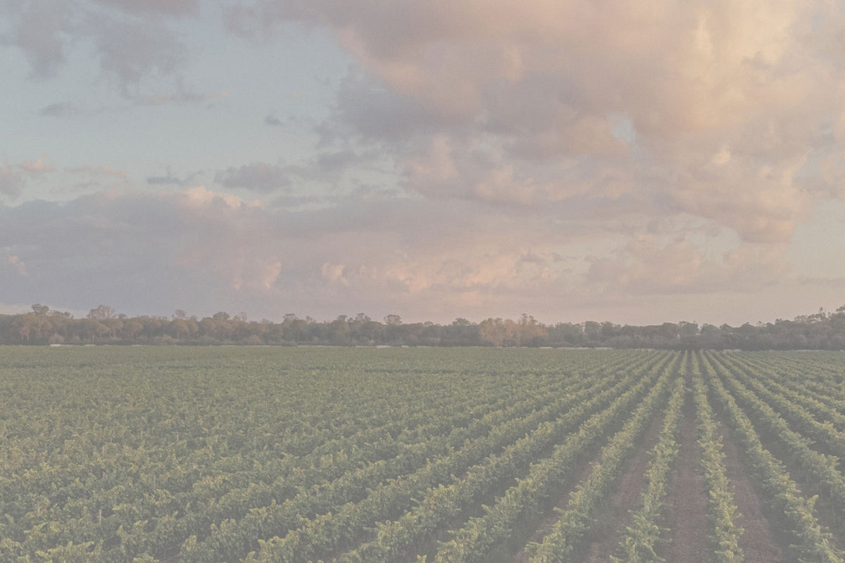 Cantina Ermes