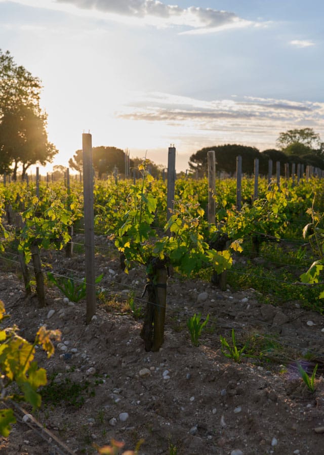 Château Dauzac